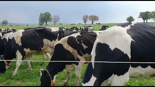 Fresh cow Milk in Pforzheim (Germany)