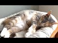 むにふわ家のむにふわな朝😽