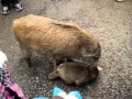 福知山市動物園　ウリ坊＆みわちゃん（2） の動画、YouTube動画。