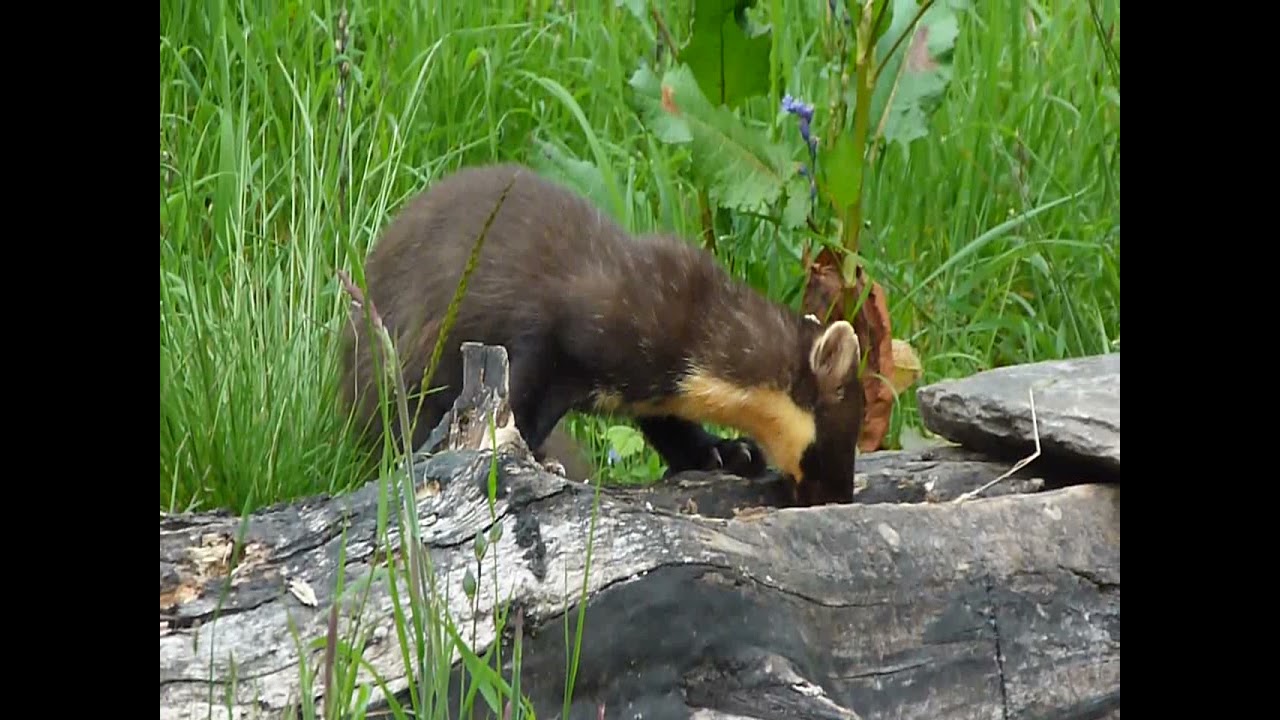 Amazing Pine Marten video