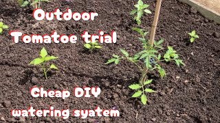 Cheap and easy DIY self watering system for tomatoes and peppers .