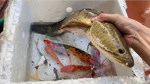 Vui học cùng bé-Bắt cá sộp khổng lồ,cá koi màu: đỏ,trắng,vàng,cam xinh đẹp trong bể nước