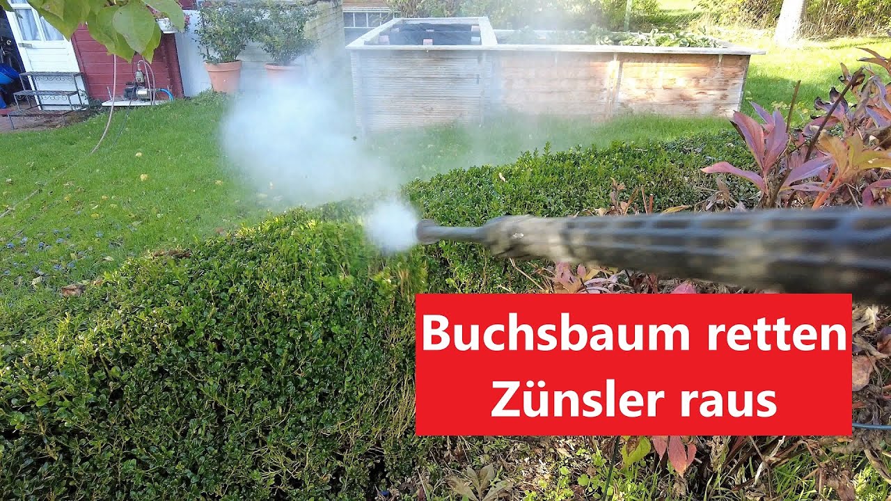 Buchsbaum retten Znsler raus Film 126