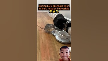 kucing lucu iseng itu tikus Mel tugas mustahil 😂 #shorts #video #reaction