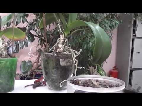 Пересадка взрослых орхидей фаленопсис