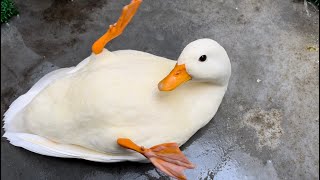 Rescue Chotchy! (Our Pet Call Duck)