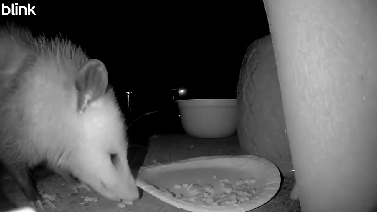 Super Close-Up Opossum Tail 