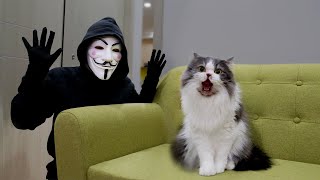 Cats vs Anonymous