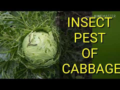 Major insect pest of cabbage