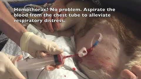 How To Perform Autotransfusion for Massive Internal Hemorrhage│Veterinary Emergency Procedures