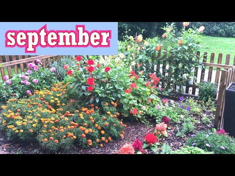 Video: Blomme In September: Wat Om Te Plant En Hoe Om Te Sorg?