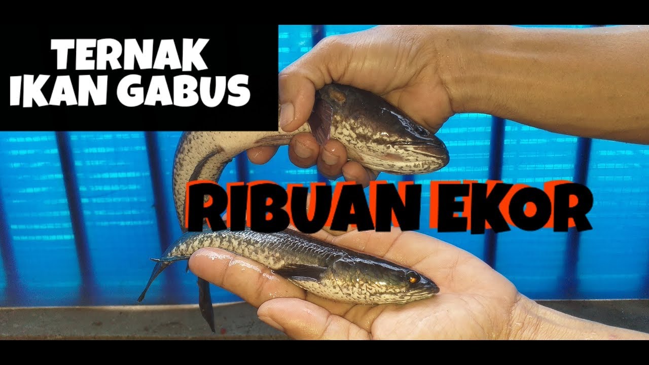 BUDIDAYA IKAN GABUS DI KOLAM SEMEN 