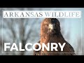 Rabbit Hunting with a Red-tailed Hawk