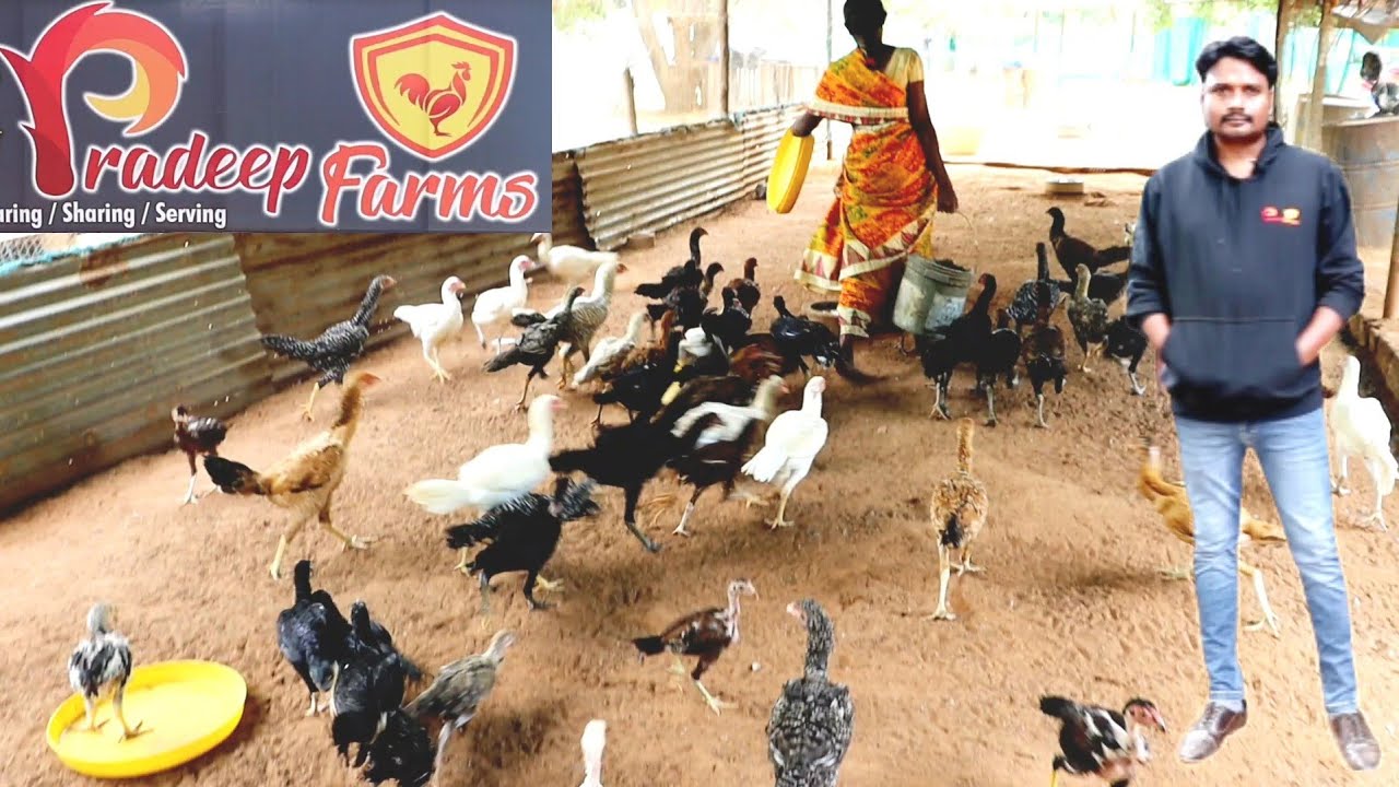 pradeep farms at Nunnakolla pempakamNatukodi farming telugukolla