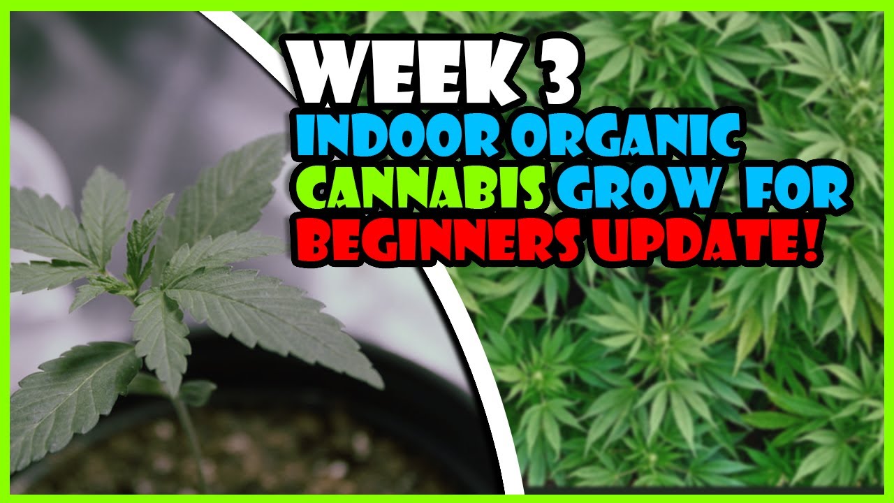 Week 3 Indoor Cannabis Grow