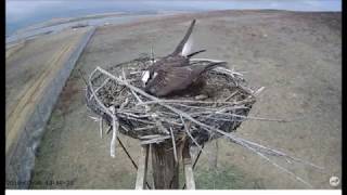 OSMP Osprey Cam Male works on nest building part 1 3-26-2018