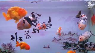 Aquarium video goldfish betta fish and koi fish in planted tank #290