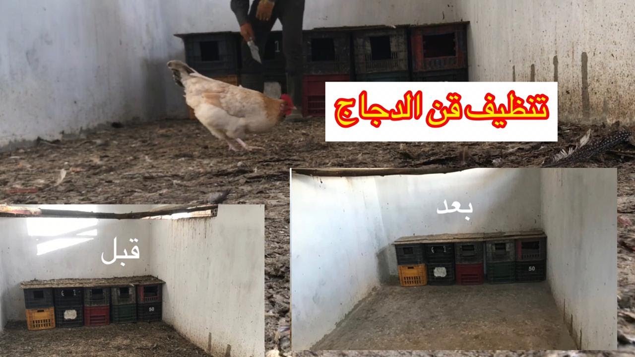 تنظيف فن الدجاج 🏠- تربية الدجاج البلدي🐥🐔 - تربية الدجاج
