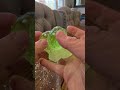 Velvet Bounce Squishy #squishytoys #squishytoy #squishy #squishies #squish