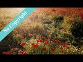 Poppy Field || No Copyright || free to use by copyright free vf