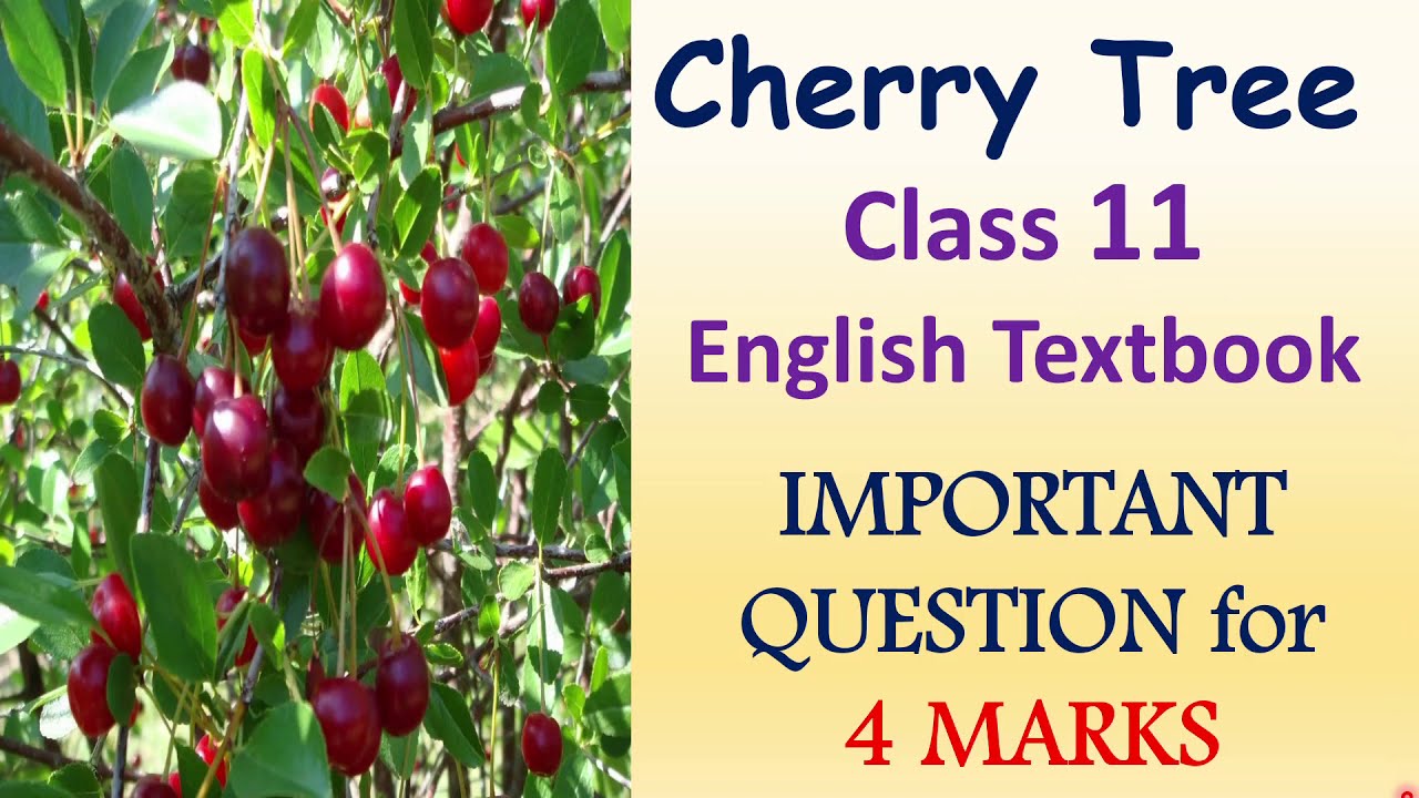 essay about tree cherry