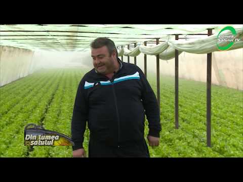 Video: Cultivarea Salatei în Interior