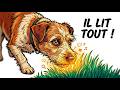 Le Journal Intime des Chiens : 5 Secrets qu’il lit dans l'herbe (Preuves Scientifiques)