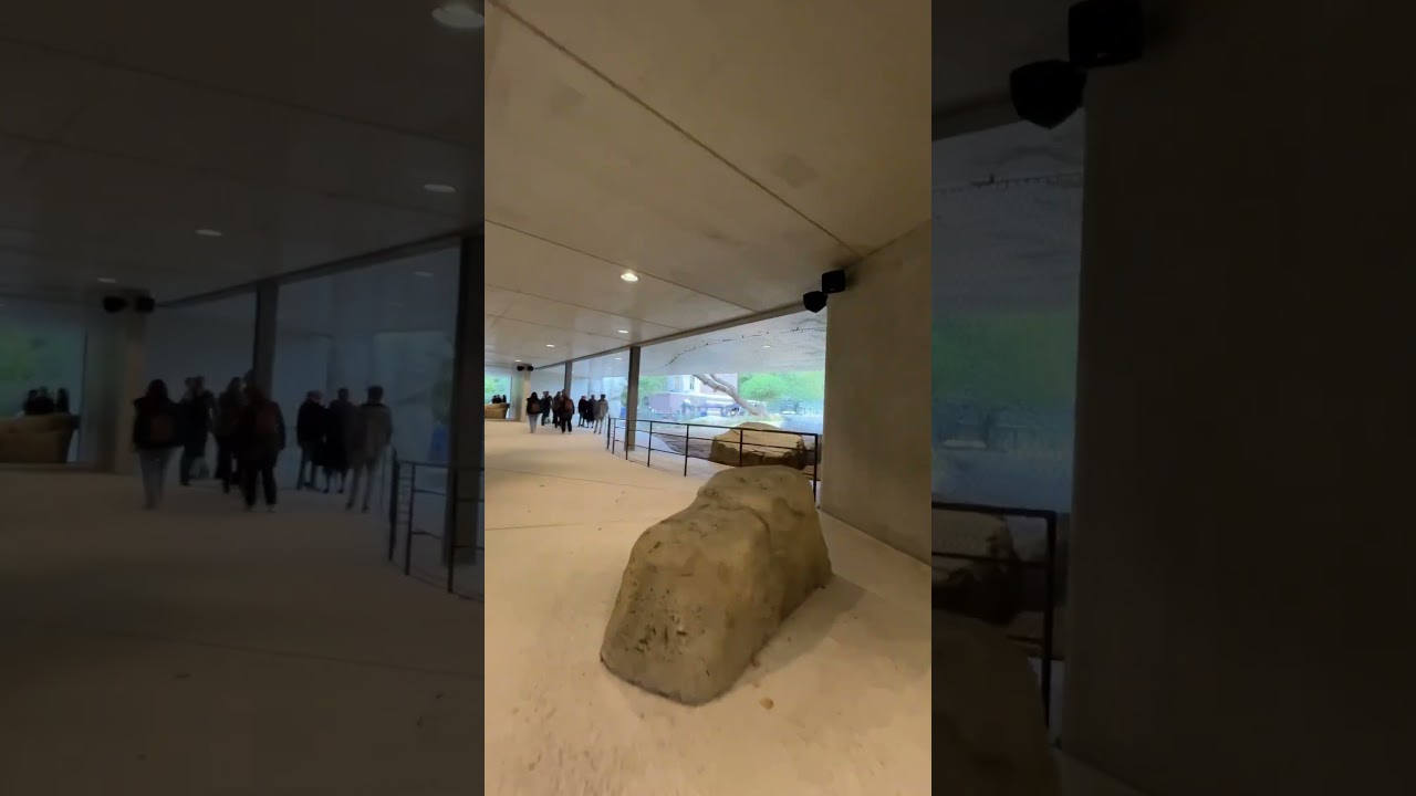 🦁 Nieuw leeuwenverblijf in ARTIS