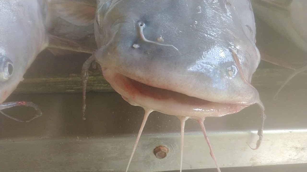 Talking catfish YouTube