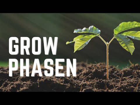 Video: Welche Wachstumsphasen gibt es beim diauxischen Wachstum?