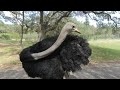 Ostrich in VR 180 3D 4K, Natural Bridge Wildlife Ranch - San Antonio, TX