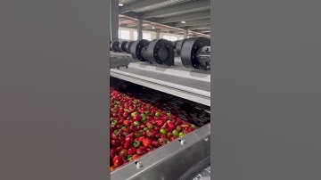 cherry pepper processing line pepper washing sorting grading machine  vegetable sorter