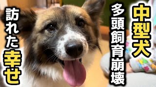 多頭飼育崩壊から4年…ついに新しい家族のもとへ！【幸せのお届け】 by 【リアル犬猫保護活動】にゃいるどはーと 12,863 views 5 months ago 15 minutes