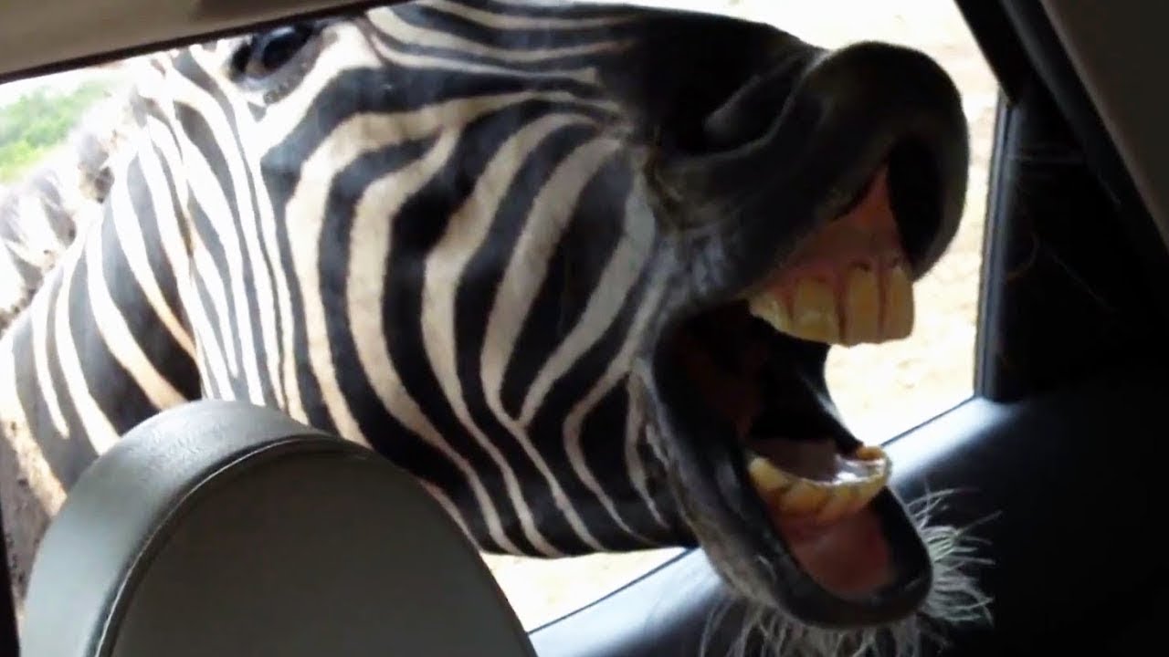 funny safari park videos