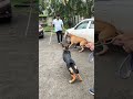 German shepherd vs great dane shorts dog