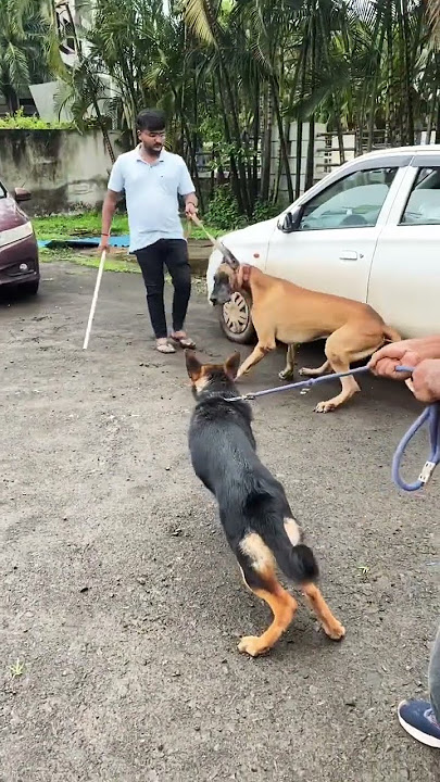 German shepherd vs great dane #shorts #dog