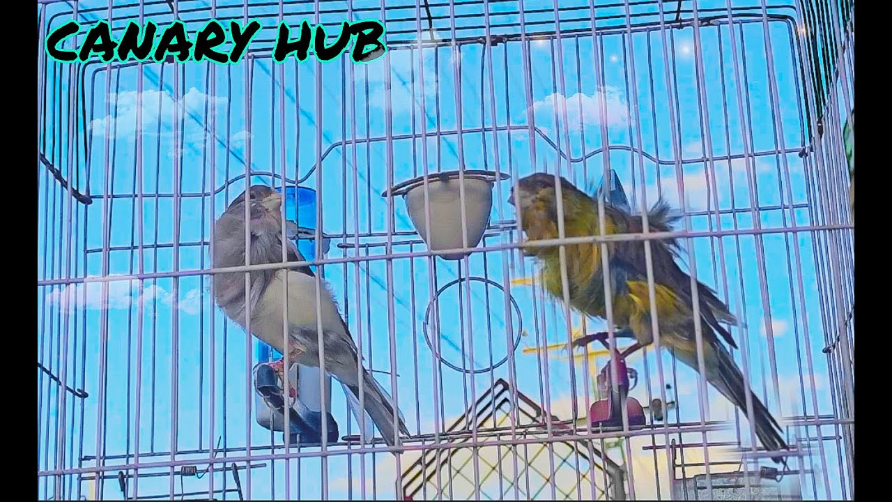 Photo inspiration: Fresh Look at Canary Bird Singing Amazing Singing With Variations Spanish Timbrado