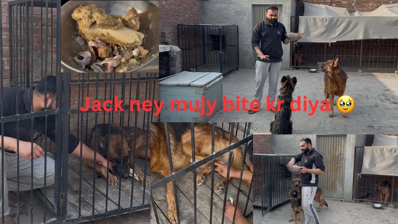 German shepherd dogs with beef 🥩 bone 🍖 