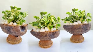 How grow Money plant /money tree /coconut pots for plants /garden ideas