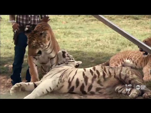 Judge denies Carole Baskin's request to stop release of Tiger King 2
