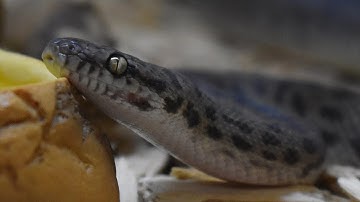 Is een gevlekte python een goed huisdier?🐍