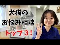 【獣医師が教える】わんちゃんねこちゃんの飼い主さんからよくある質問３選