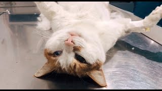 给五只流浪猫做好了绝育手术，它们在暖暖的医院里等待康复和领养 ｜李喜猫