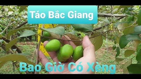 Táo Bắc Giang Bao Giờ Chín I Núi Đồi Lục Ngạn