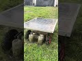 Solar Lawn Mower