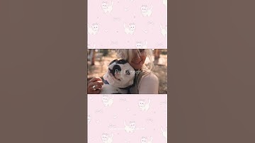 Tại sao chó gần gũi với con người hơn mèo? - Pet Corner