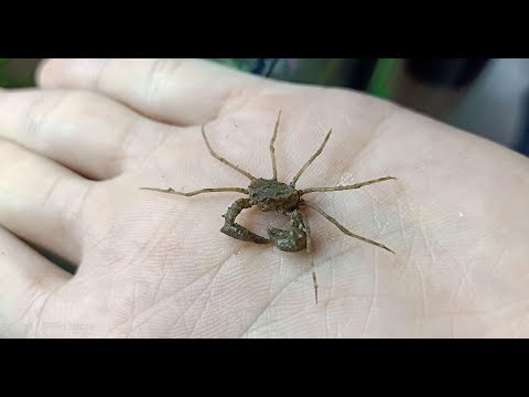 Video Cua nhện thủy sinh - Thú chơi độc đáo, lạ lùng, hữu ích - youtube