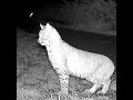 New cam on the bobcat crossing log......
