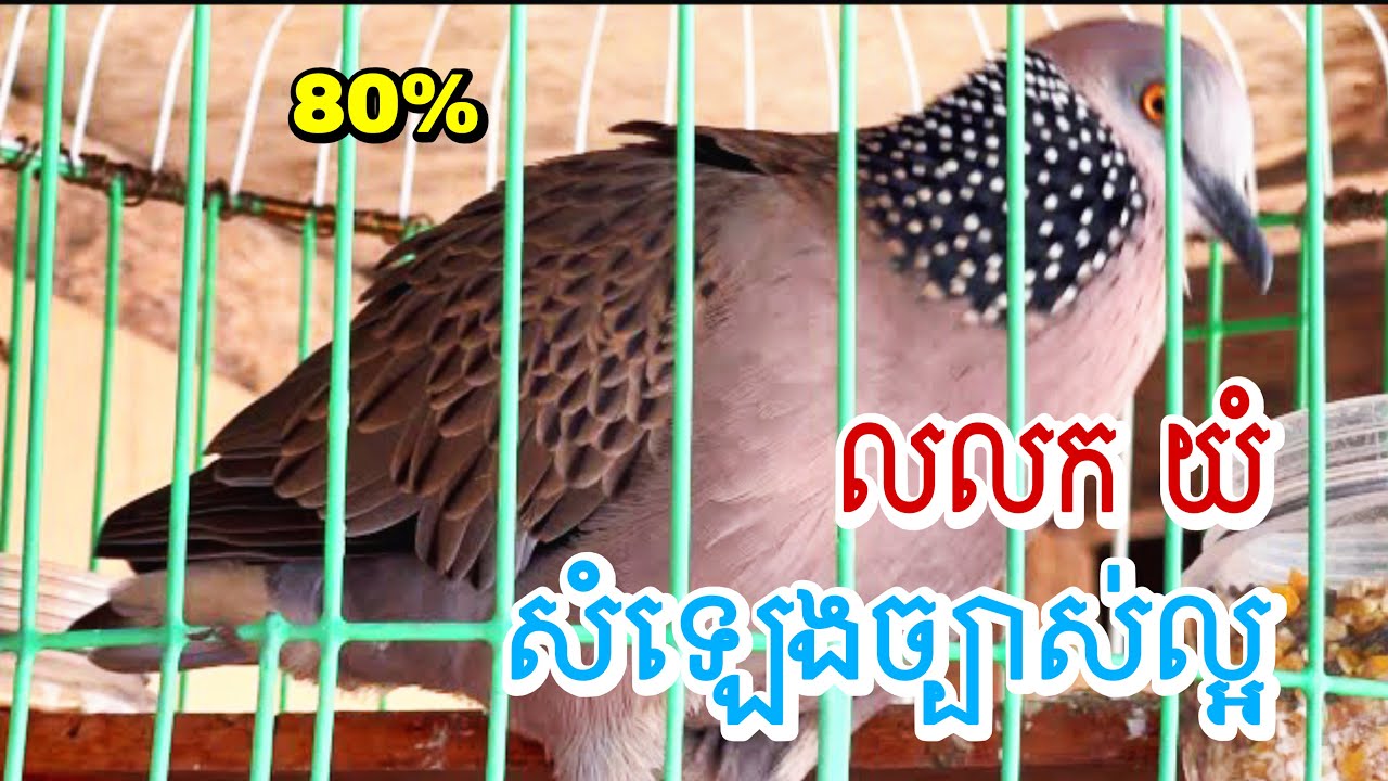 លលកយំ សំឡេងច្បាស់ល្អ Dove stay