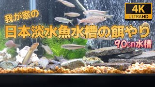 【90㎝水槽】色んな種類の日本淡水魚が大集合エサやり映像【4Kアクアリウム】